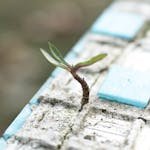 Green Leafed Plant on Sand